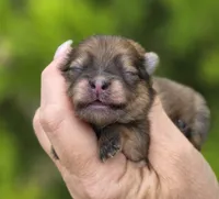 Memory , a female Pomeranian for sale in Redding, CA – 3 of 9