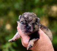 Affogato AKC , a male Pomeranian for sale in Redding, CA – 6 of 10