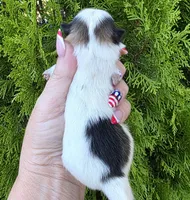 Zion , a male Pomeranian for sale in Redding, CA – 6 of 8