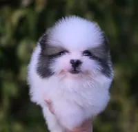 Gabriel, a male Pomeranian for sale in Anderson, CA – 3 of 9