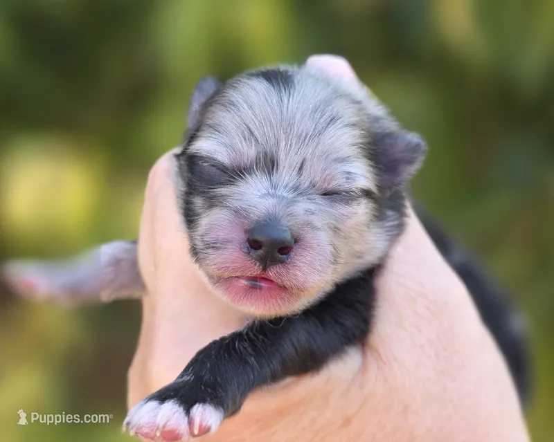 Starry Starry Night  – Pomeranian puppy for sale in Redding, CA