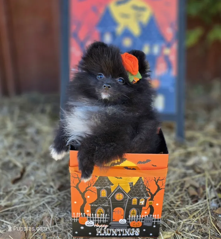 Mona Lisa AKC  – Pomeranian puppy for sale in Redding, CA