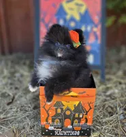 Mona Lisa AKC Full, a female Pomeranian for sale in Redding, CA – 1 of 9