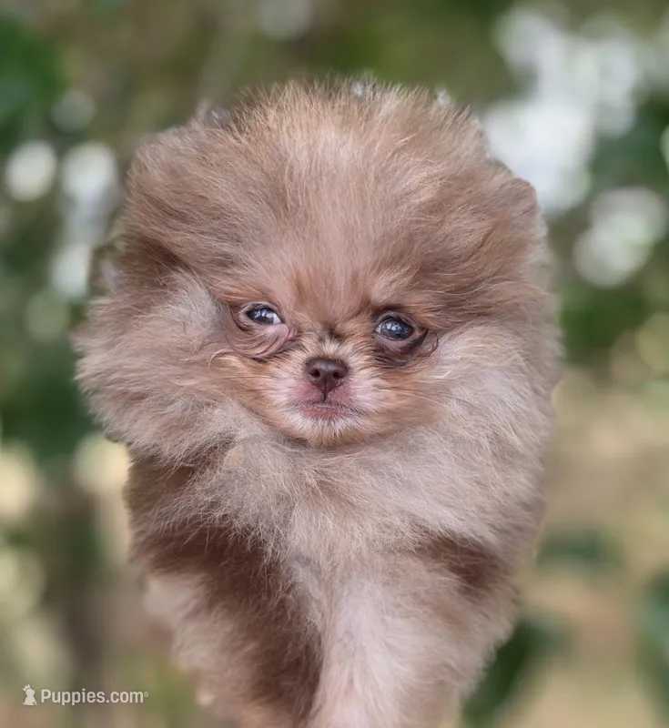 Cadbury  – Pomeranian puppy for sale in Redding, CA