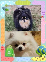Finnigan, a male Pomeranian for sale in Redding, CA – 10 of 10