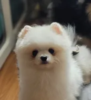 Puff, a male Pomeranian for sale in Redding, CA – 5 of 5