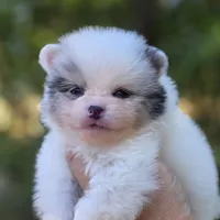 Angelo Blue Eyes, a male Pomeranian for sale in Redding, CA – 3 of 10