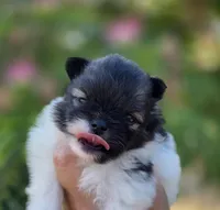 America , a female Pomeranian for sale in Redding, CA – 10 of 10