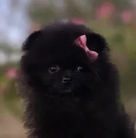 Itsy Bitsy , a female Pomeranian for sale in Redding, CA – 1 of 8