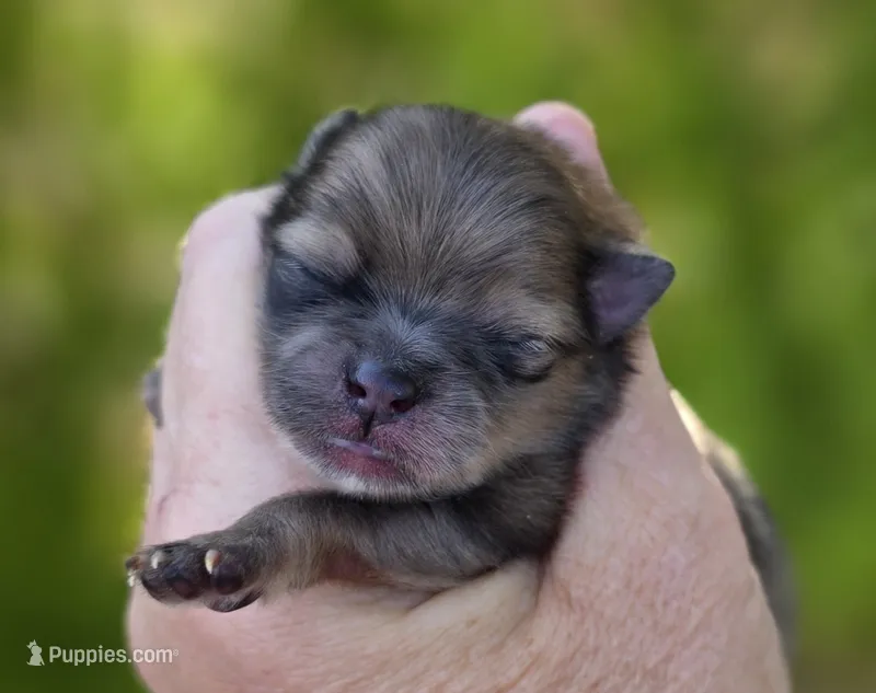 Gelato AKC  – Pomeranian puppy for sale in Redding, CA