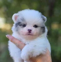 Angelo Blue Eyes, a male Pomeranian for sale in Redding, CA – 8 of 10