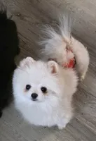 Puff, a male Pomeranian for sale in Redding, CA – 2 of 5