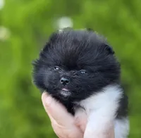 Little Lamborghini , a male Pomeranian for sale in Redding, CA – 5 of 9