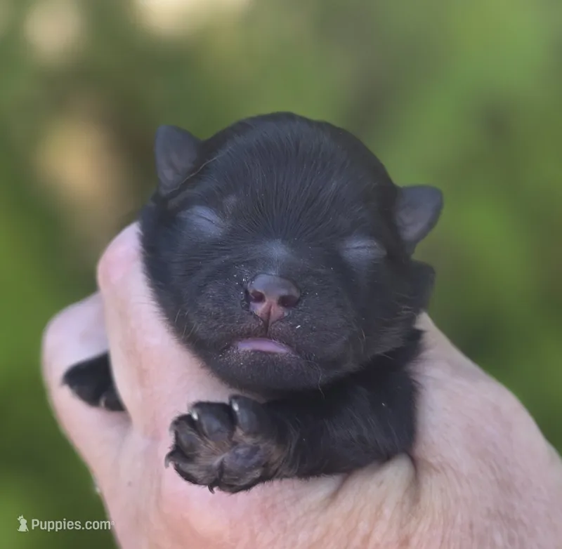 Granita – Pomeranian puppy for sale in Redding, CA