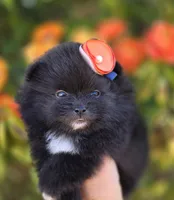 Mona Lisa AKC , a female Pomeranian for sale in Redding, CA – 2 of 10