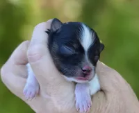 Poet, a male Pomeranian for sale in Redding, CA – 4 of 9