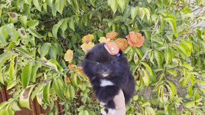 Mona Lisa AKC , a female Pomeranian for sale in Redding, CA – 10 of 10