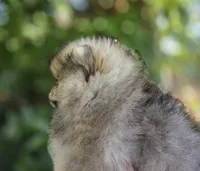 Irish Rover , a male Pomeranian for sale in Redding, CA – 6 of 6
