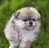 DaVinci , a male Pomeranian for sale in Anderson, CA – 7 of 10