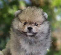 Irish Rover , a male Pomeranian for sale in Redding, CA – 1 of 6