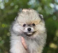 Finnigan, a male Pomeranian for sale in Redding, CA – 5 of 10