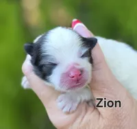 Zion , a male Pomeranian for sale in Redding, CA – 5 of 8