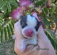 Nirvana , a female Pomeranian for sale in Redding, CA – 2 of 10