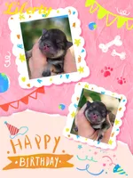 Liberty , a female Pomeranian for sale in Redding, CA – 5 of 5