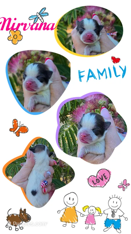 Nirvana  – Pomeranian puppy for sale in Redding, CA