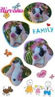 Nirvana , a female Pomeranian for sale in Redding, CA – 1 of 10