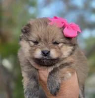 Memory , a female Pomeranian for sale in Redding, CA – 5 of 8