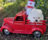 Gabriel, a male Pomeranian for sale in Redding, CA – Photo 8 of 9