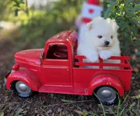 Gabriel, a male Pomeranian for sale in Redding, CA – Photo 5 of 9