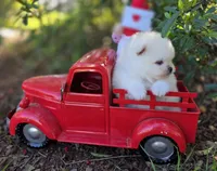 Gabriel, a male Pomeranian for sale in Redding, CA – Photo 6 of 9