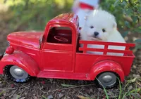 Gabriel, a male Pomeranian for sale in Redding, CA – Photo 9 of 9