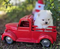 Gabriel, a male Pomeranian for sale in Redding, CA – Photo 4 of 9