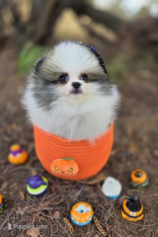 Gabriel AKC  – Pomeranian puppy for sale in Redding, CA