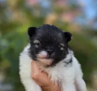 America , a female Pomeranian for sale in Redding, CA – 7 of 10