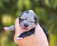 Starry Starry Night , a male Pomeranian for sale in Redding, CA – 4 of 8