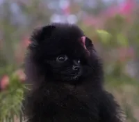 Itsy Bitsy , a female Pomeranian for sale in Redding, CA – 6 of 8