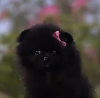 Itsy Bitsy , a female Pomeranian for sale in Redding, CA – 5 of 8