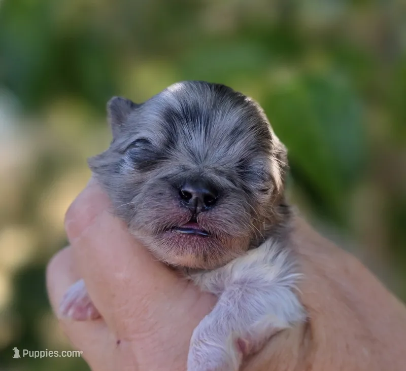 Malibu  – Pomeranian puppy for sale in Redding, CA