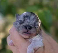 Malibu , a male Pomeranian for sale in Redding, CA – 1 of 10