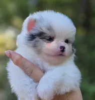 Angelo Blue Eyes, a male Pomeranian for sale in Redding, CA – 7 of 10