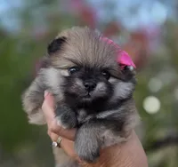 Liberty , a female Pomeranian for sale in Redding, CA – 6 of 10