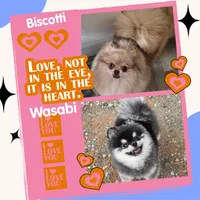 Afogoto AKC , a male Pomeranian for sale in Redding, CA – 10 of 10