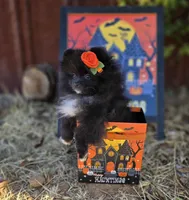 Mona Lisa AKC Full, a female Pomeranian for sale in Redding, CA – 8 of 9