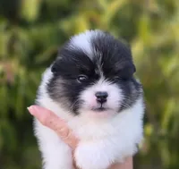 Zion , a male Pomeranian for sale in Anderson, CA – 4 of 7