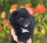 Mona Lisa AKC , a female Pomeranian for sale in Redding, CA – 5 of 10