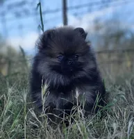 Wookie , a male Pomeranian for sale in Redding, CA – 2 of 7